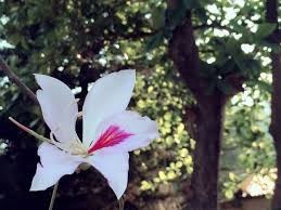 Bông ban nở muộn