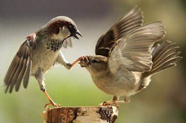 Ngôi nhà của mẹ con chim sẻ 