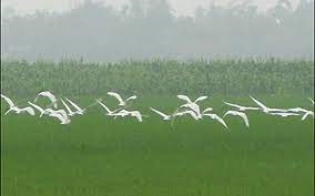 Tâm tình, ân tình người Việt trong ca dao