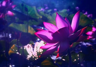 Biểu trưng hoa trong ca dao người Việt