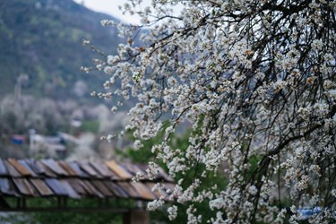 Tiếng vọng của 