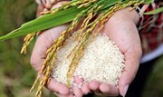 Ca dao về vòng đời của hạt gạo 
