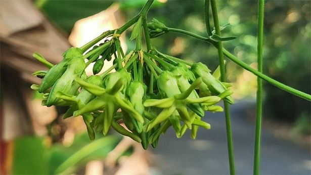 Hoa và biểu trưng thân phận con người trong ca dao