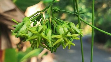 Hoa và biểu trưng thân phận con người trong ca dao