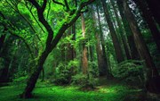 “Huyệt rừng”: Trân trọng giá trị văn hóa, lịch sử của một vùng đất
