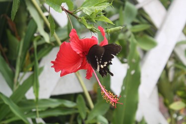 Làm tiêu bản động vật có khó không?