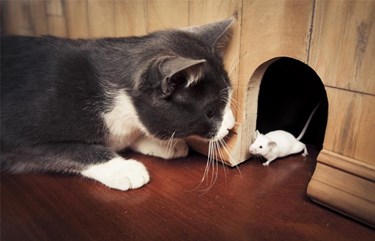 Tình bạn giữa chuột và mèo: Có hay không có? 