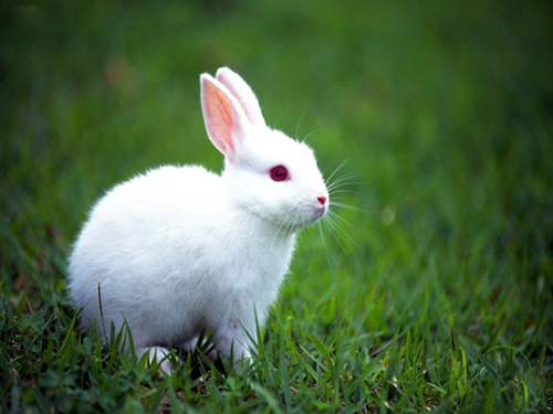 Vì sao thỏ chạy thục mạng?
